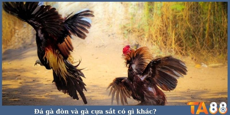 Đá gà đòn và gà cựa sắt có gì khác?