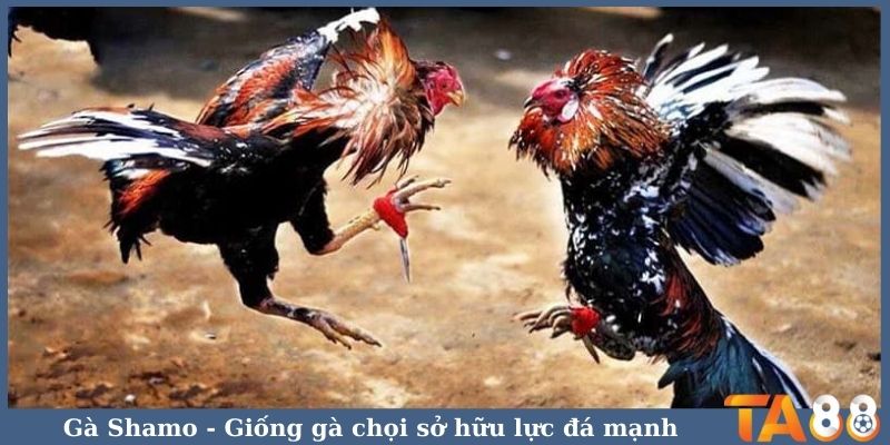 Gà Shamo - Giống gà chọi sở hữu lực đá mạnh