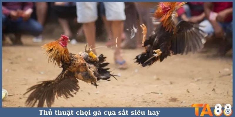 Thủ thuật chọi gà cựa sắt siêu hay