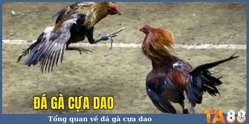 Tổng quan về đá gà cựa dao